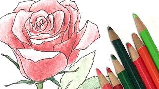 バラ の 書き方 簡単 Watch Hd Mp4 Videos Download Free バラ の 書き方 簡単 Watch Hd Mp4 Videos Download Free