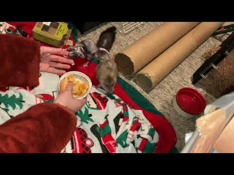 Pet Rats vs Mini Spicy Pineapple Pie
