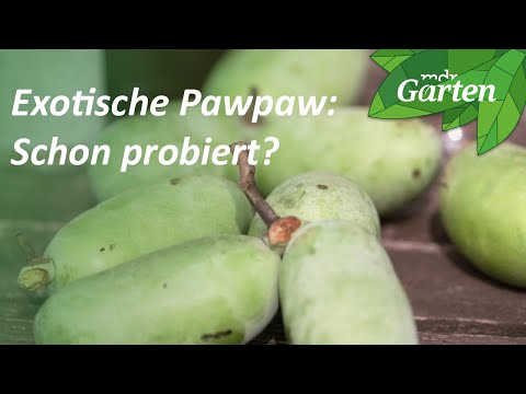 Pawpaw: Exotische Frucht mit kurzer Haltbarkeit | MDR Garten