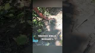 Download lagu Mud pit in the Amazon jungle mp3