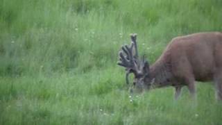 preview picture of video 'Big mule deer buck video with drop down tine'