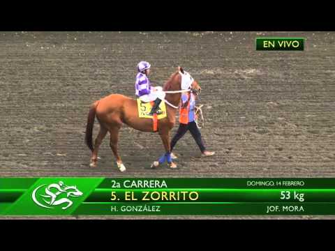 Carreras en vivo, Domingo 14 de febrero 2016