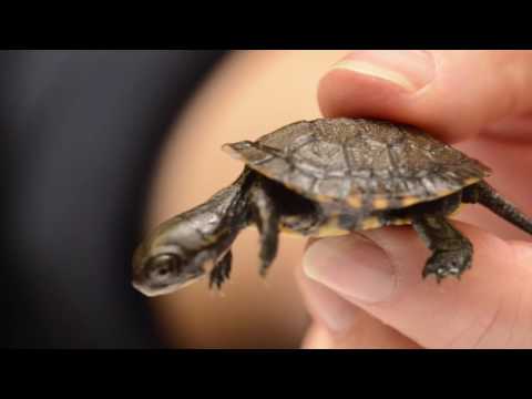 Saving Endangered Turtles in the Pacific Northwest