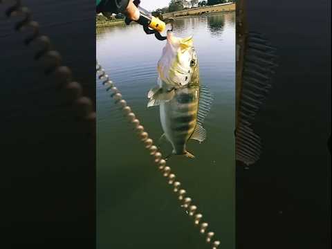 PESCARIA DE TUCUNARÉ AZUL EM MIRA ESTRELA #remix #fishing #viral #pescaria #tucuna #pesca #pescador