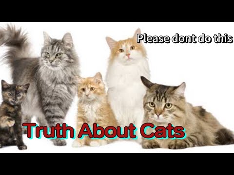 My Cats are back @vlogsbysaminaanjum