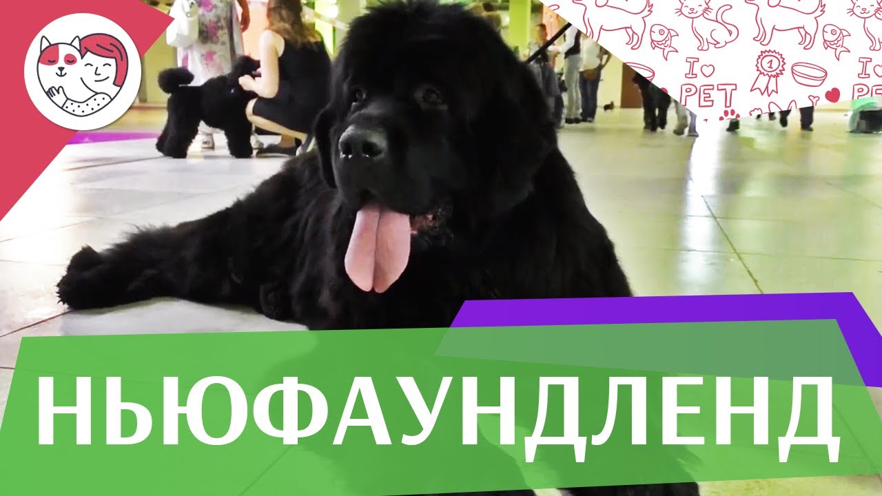 Ньюфаундлед на ilikepet. Особенности породы, уход