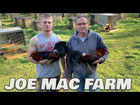 Beautiful Birds Joe Mac Farm | Farm Visit