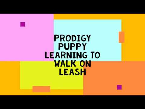 Canine Congeniality, LLC video.