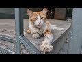Friendly Hungry Orange Cat