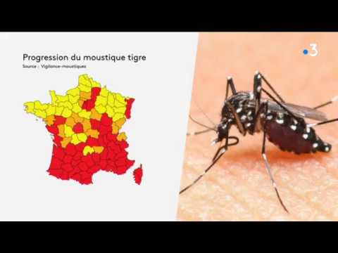 Alerte rouge au moustique tigre en Côte-d'Or, en Saône-et-Loire et dans la Nièvre