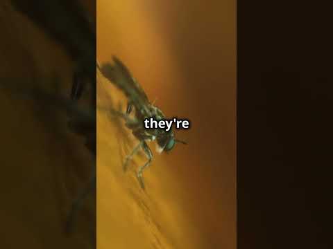 Dive into the Fascinating World of 10 Amazing Insects #shortsfeed #top10 #insects