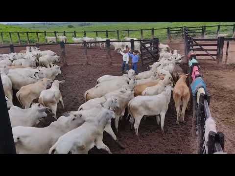 Cumaru do Norte PA
