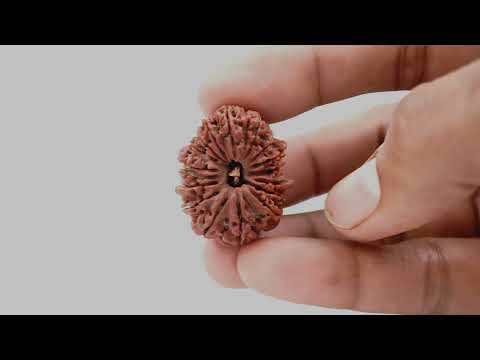 Rudraksha Product Image