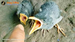 Download lagu Suara Anakan Jalak Kebo Di Alam Liar mp3