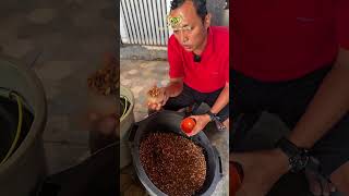 Download lagu Pakan rawatan ayam sehari hari versi SN mp3