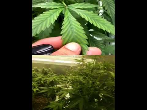Autoflower 101: Class 7 pt1 ft Byron, owner of @futureharvestdevelopment
