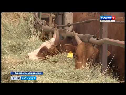 Вести «Калмыкия»: вечерний выпуск 23.10.2017