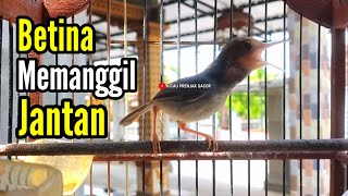 Download lagu Pancingan PRENJAK BETINA Memanggil PRENJAK JANTAN Suara jernih, cocok juga buat MASTERAN. mp3