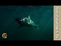 Great White Shark Hunt