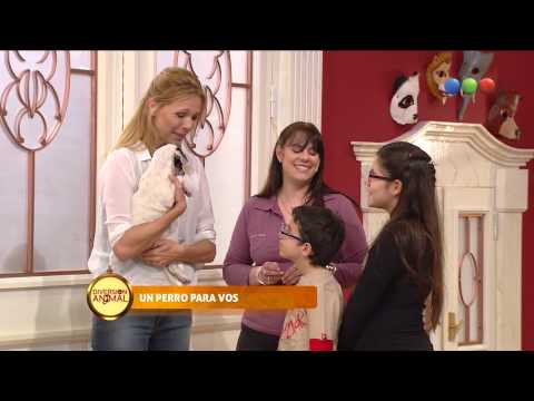 Un perro para vos: Tini y su nuevo hogar - Diversion Animal