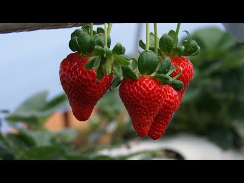 Nova Friburgo: produtores se preparam para Festa do Morango com Chocolate