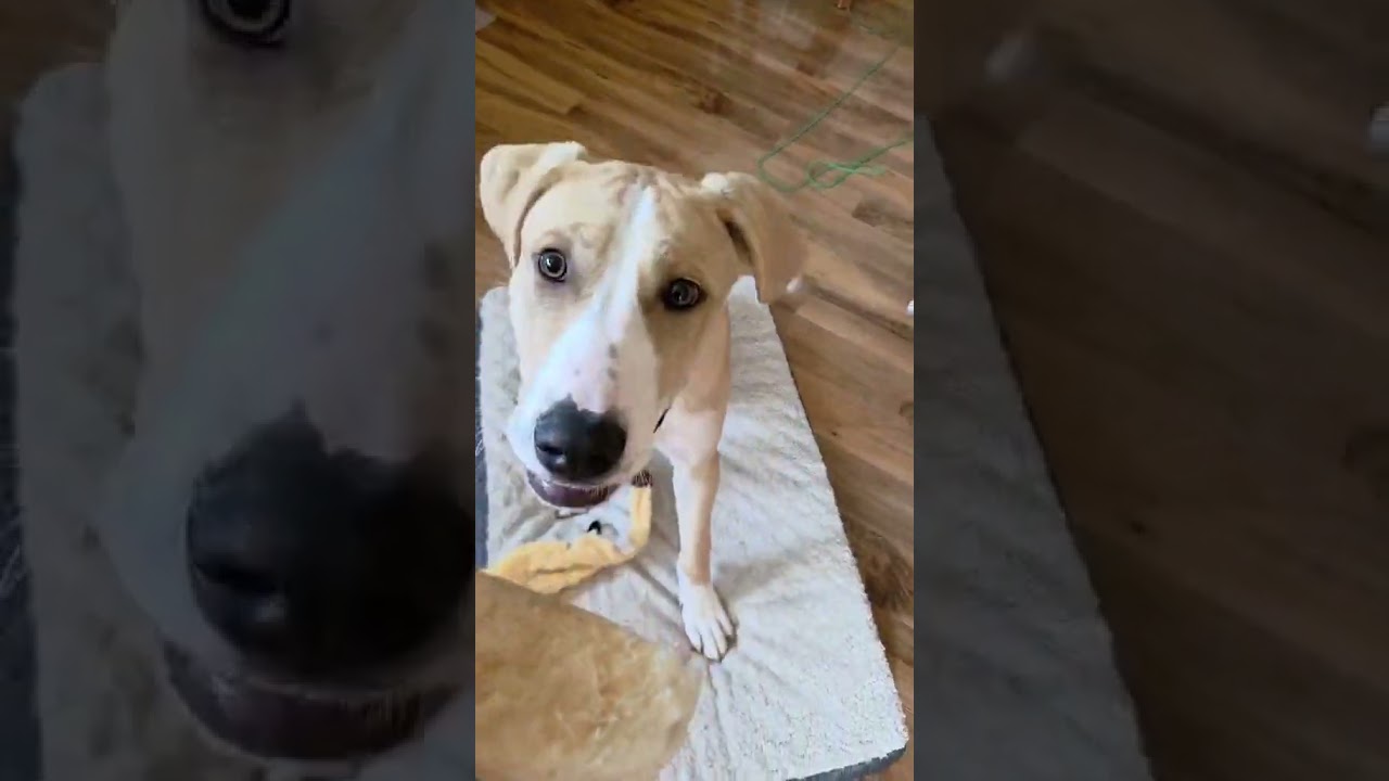 Enlarge DOOLEY, a Adoptable mixed breed in Burton, MI video 6/6