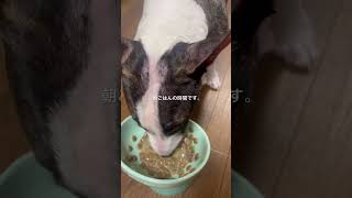 2026.4.3朝ごはん#ブルテリア#bullterrier#犬#犬との暮らし#愛犬#dog#可愛い#わんこ#お散歩#family#パピー #仔犬
