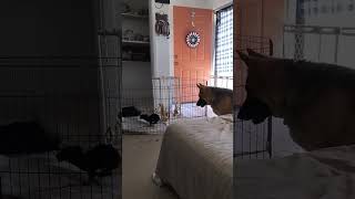 Video preview image #1 Miniature Pinscher-Unknown Mix Puppy For Sale in Grafton, WI, USA