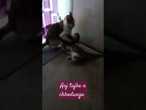 Cat fighting # dangle scinne