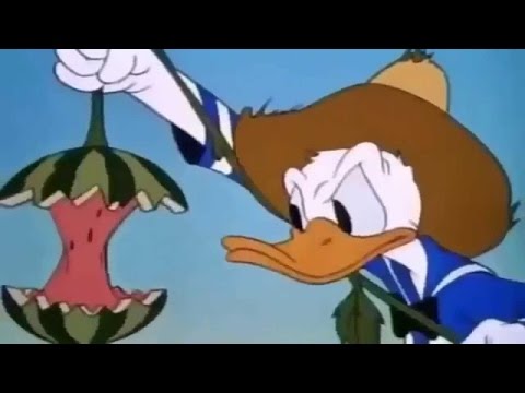 Tecknad film på Svenska Kalle Anka - Kalle Anka Musse Pigg pluto fånig och Vanner tecknad