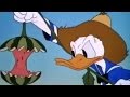 Tecknad Film På Svenska Kalle Anka Kalle Anka Musse Pigg Pluto Fånig Och Vanner Tecknad