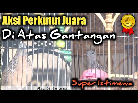 turtledove won the action on the challenge of the competition ️✅ local bird Diligent sound CHAMPION