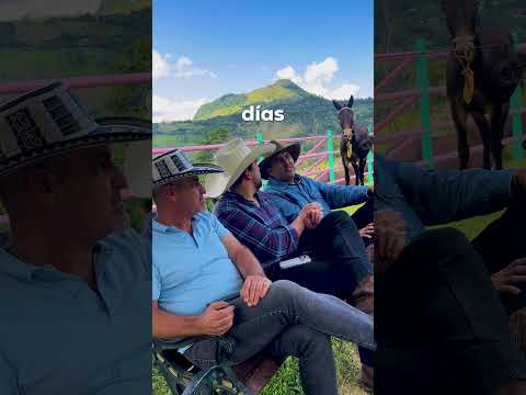 En la capital mundial de la mula de silla, compartiendo con grandes amigos  #Titiribi  #Antioquía