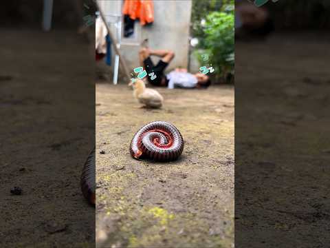 Cunning, the millipede will only come out once humans and their pets are asleep #shorts