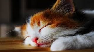 Funny sounds aded to cat videos It is hilarious humor