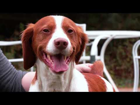 Brittany breed video