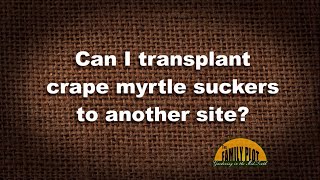 Q&A – Can I transplant crape myrtle suckers to another site?