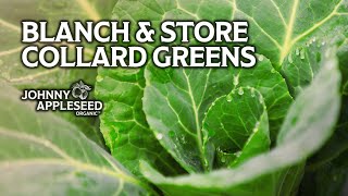 How To Blanch and Store Collard Greens | Preserve and Store Fresh Greens | Freezing Greens