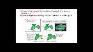 Plant Responses to Pathogens