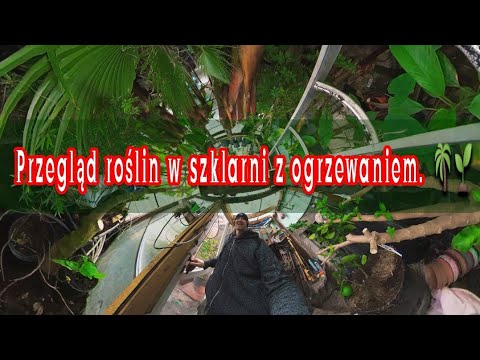 Przegląd roślin w szklarni po mocnym cięciu + darmowe porady ogrodnicze. Poradniki za damo.