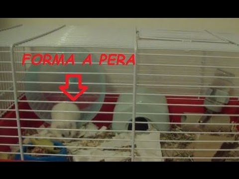 Come imparare se loro stessi ha vermi senza dottori Come liberarsi da parassiti in medicine di organismo