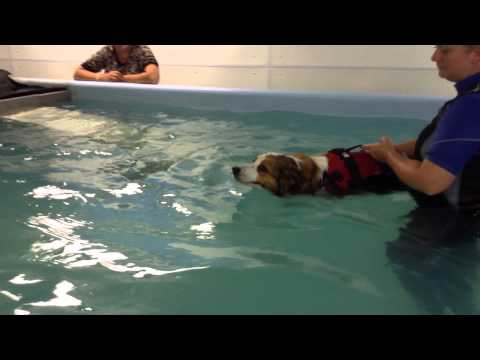 My Border Collie Neesha having her first swim in the hydrotherapy pool. 11th Aug 2014