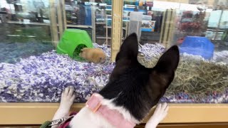Basenjis Explore Pet Supermarket after the vet!