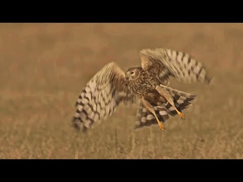 Hen Harriers spend winter in Germany — Hen Harrier overwintering in Europe