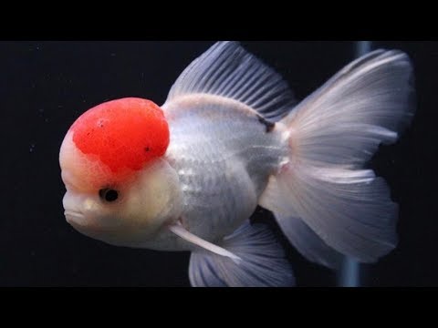 What Size Tank for Goldfish? | Goldfish Tank Size