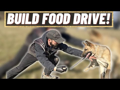 HOW TO MAKE YOUR DOG FOOD MOTIVATED!