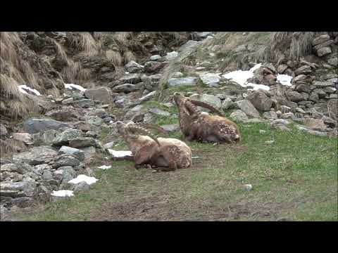 Grand Paradis Bouquetins Chamois Mountain Wildlife Fabulous Outdoors