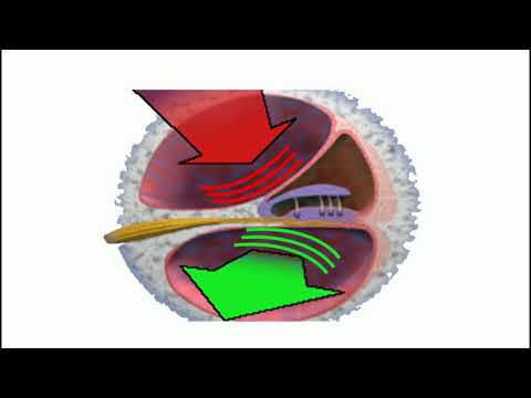 Wie funktioniert das Hören beim Menschen?