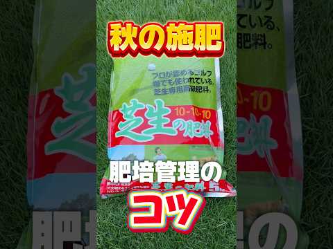 バルコニーの人工芝 - 実践的なアドバイスと装飾のアイデア  庭園