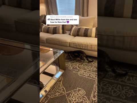 Hiding Millie from Chase #shorts